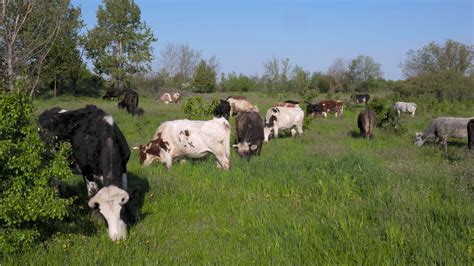 Cow Pasture Stock Video Footage for Free Download