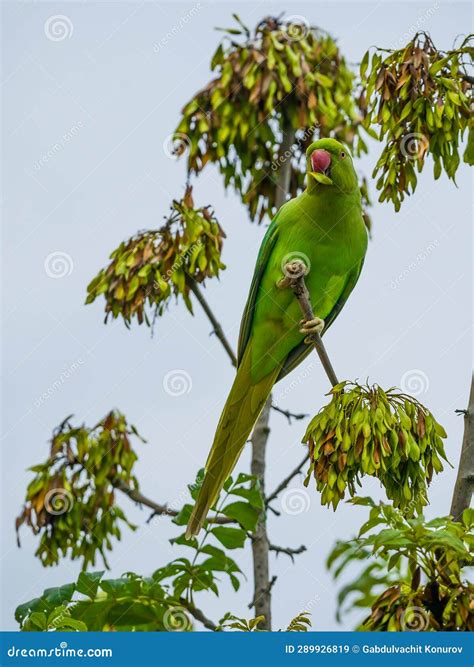 Green Parrot Eating Seeds on the Tree Top Stock Image - Image of eating ...