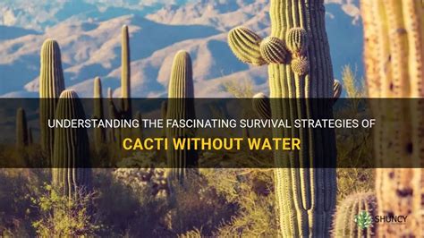 Understanding The Fascinating Survival Strategies Of Cacti Without