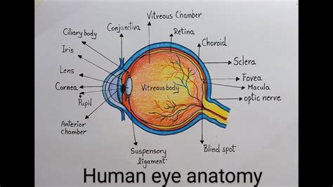 How to draw Human Eye diagram drawing step by step l Drawing of labeled diagram of Human Eye ...