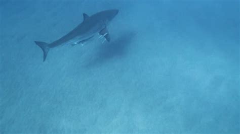 It Was Just Beautiful Stuart Diver Encounters Great White Shark Off Jupiter Shore