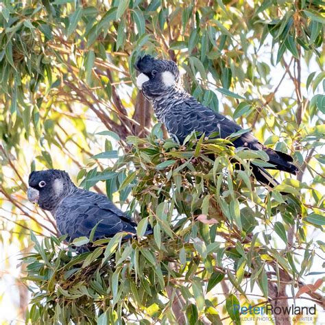 carnabys black cockatoo peter rowland photographer writer