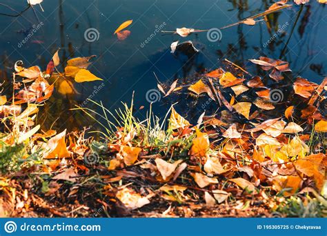 Fallen Yellow Leaves In The Water Vibrant Carpet Of Fallen Orange