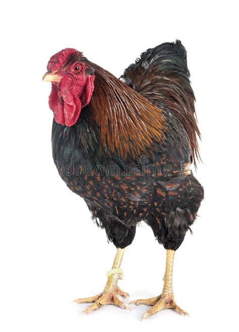 Gold Laced Wyandotte Chicken In Studio Stock Image Image Of