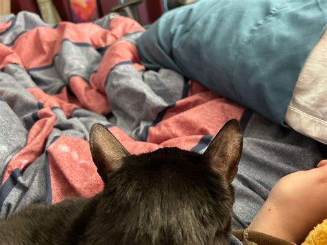 why are my cats ears so hot 7