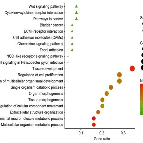 GO Biological Process And KEGG Pathway Enrichment Of The Top 50