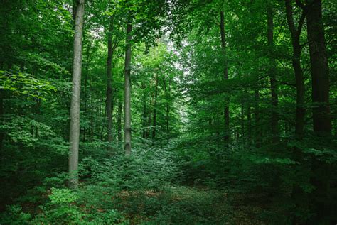 Pohon Rindang Yang Indah Di Hutan Di Wurzburg Jerman Foto Stok - Unduh ...