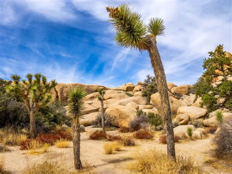 Joshua Tree Day Trip Amazing One Day Road Trip Itinerary