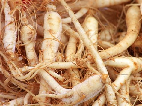 Growing Guide How To Plant Grow And Harvest Ginseng