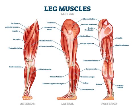 An Introduction to Gait and Gait Abnormalities - AposHealth® UK