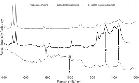 Comparison Of Raman Spectra From Black A Spot From A Bacillus