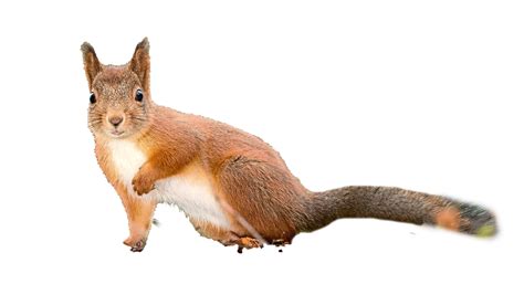 Squirrel Transparent Background Png Play