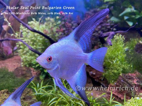 Skalar Seal Point Bulgarien green, XL 6er-Gruppe DNZ (Pterophyllum ...