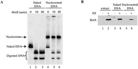 Nf B Can Bind To The Nucleosome Assembled Gm Csf Promoter In Vitro