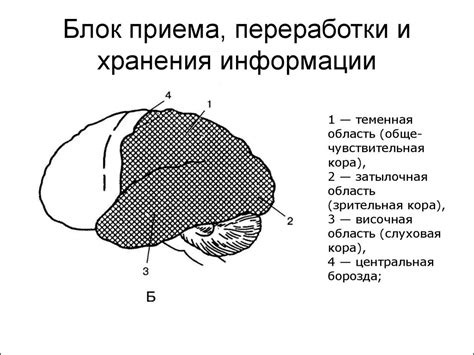 2 блок мозга (прием, переработка и хранение информации). Функции ...