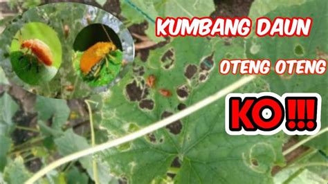 Insektisida Yang Paling Ampuh Membasmi Hama Oteng Otengkumbang Daun