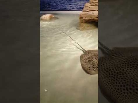 stingray fishknown pagi  tagalog wordshort video youtube