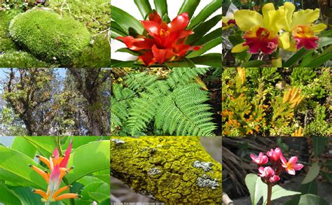 Pin De Widinson Torres En BIODIVERSIDAD DEL ECUADOR Flora De La Costa