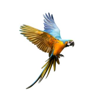 Parrot Png Picsart