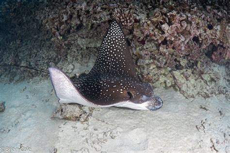 Indo Pacific Spotted Eagle Ray Aetobatus Ocellatus Flickr