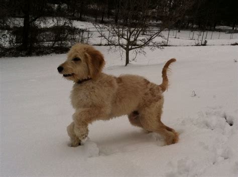 Our 5 Month Old Golden Doodle Buddy Really Enjoyed The Snow