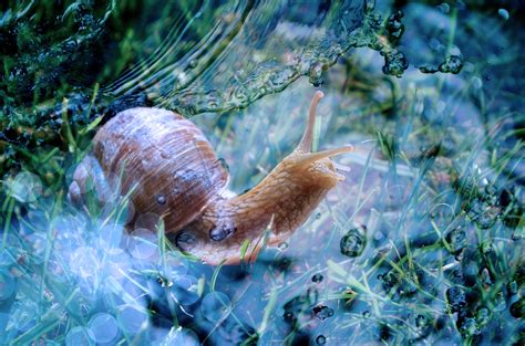 Free Images Water Nature Animal Wildlife Underwater Fauna Shell