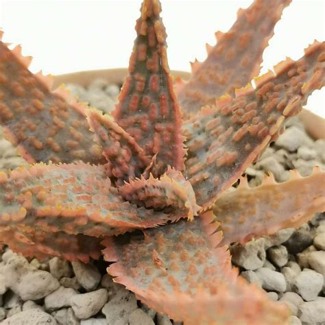 Aloe Cv Vito Cm Aloaceae Giromagi Vendita Piante Grasse