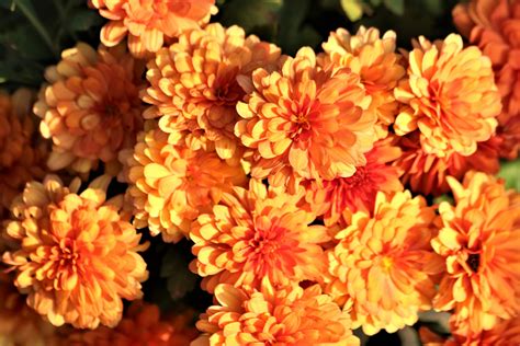 Orange Chrysanthemums 3 Free Stock Photo Public Domain Pictures