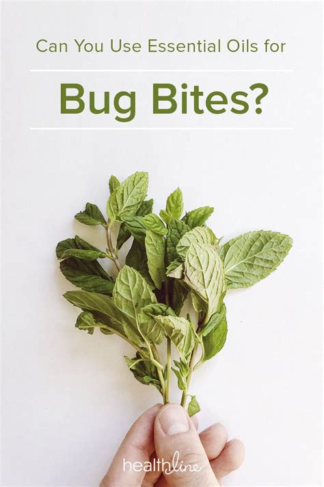 Essential Oils For Bug Bites Oils For Relief Essential Oils Bug