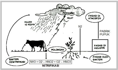 Biologi Gonzaga Daur Nitrogen