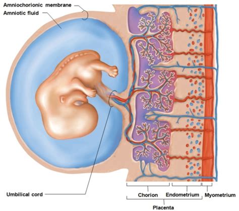 Chapter 23 Pregnancy Flashcards Quizlet