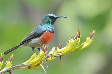 Greater Double Collared Sunbird Holmen Birding Safaris