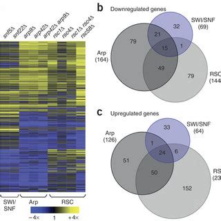 Whole Genome Expression Profiling Of SWI SNF Arp And RSC Deletion