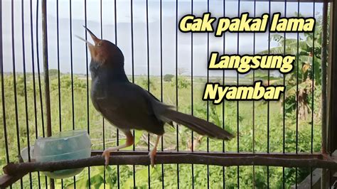 Prenjak Gacor Memangil Prenjak Liar Di Alam Pikat Burung Bkecil