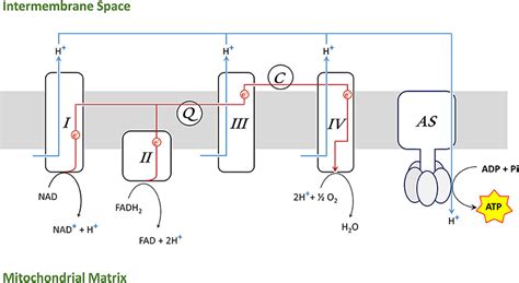 Frontiers A Toolbox To Investigate The Impact Of Impaired Oxygen