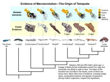 Fossil Record Transitional Fossils