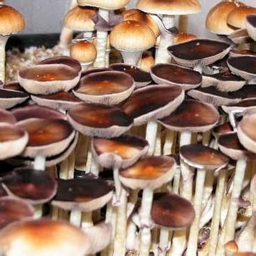 Pes Amazonian Spores For Sale In California Buy Shrooms