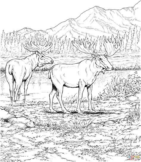 deciduous forest animal 3