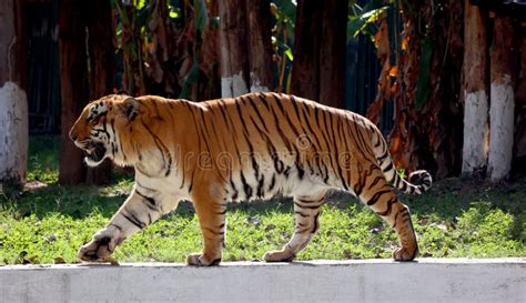 Bengal Tiger is a Population of the Panthera Tigris Tigris Subspecies ...