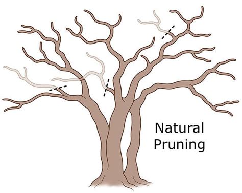 Pruning Crepe Myrtle Trees - Gardening Know How