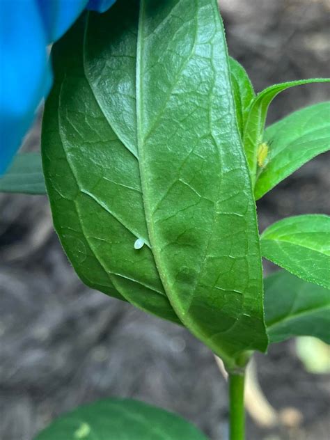 Found some monarch eggs in my garden :) : r/Butterflies