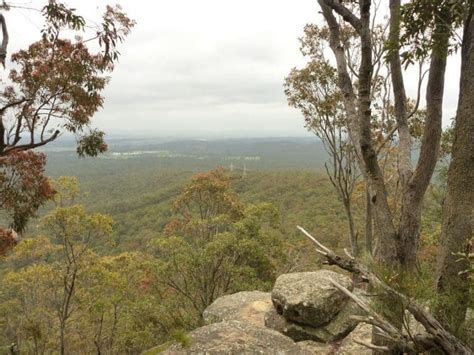 Mount Sugarloaf Green Track (1.8km) - West Wallsend, NSW