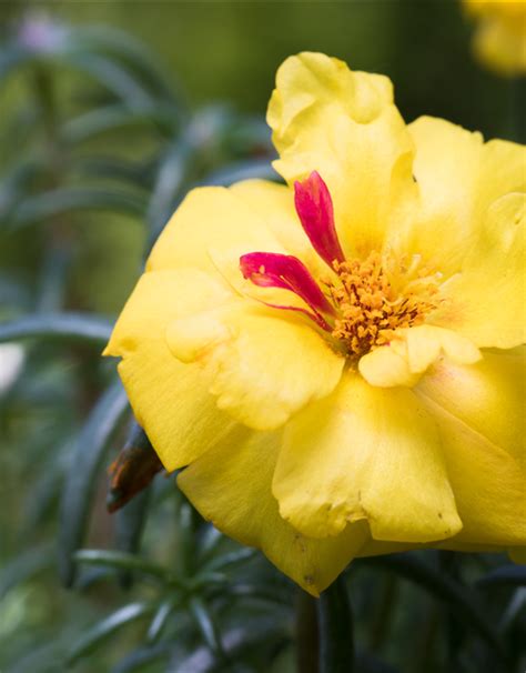 Portulaca Grandiflora Portulakr Schen G Rtnerei Schliebener