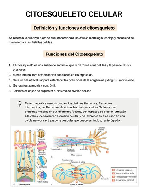 SOLUTION Resumen Citoesqueleto Celular Studypool