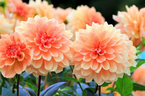 Dahlia How To Grow And Care With Success