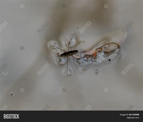 Gerridae Water Strider Image & Photo (Free Trial) | Bigstock