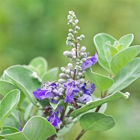 Vitex… Fertility Super Herb?