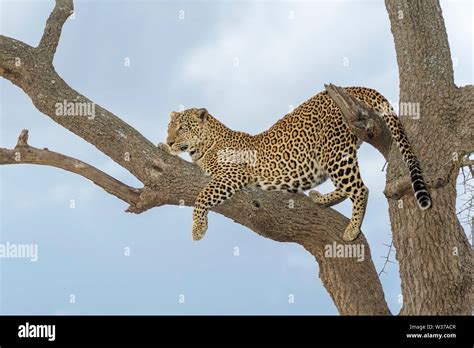 African Leopard Panthera Pardus Lying Down In Acacia Tree Masai Mara