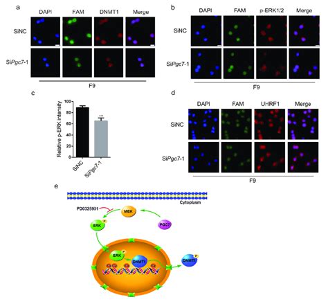 Pgc7 Regulates The Subcellular Localization Of Dnmt1 Via Erk Sinc And