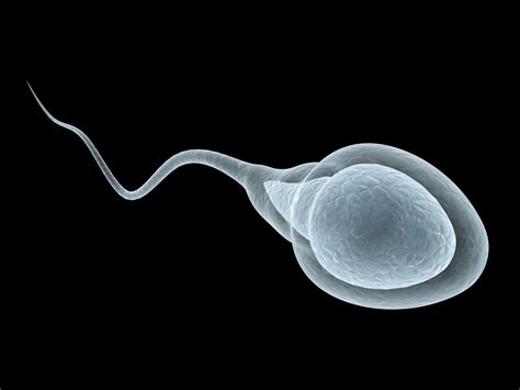 20 Facts About Whelk - Facts.net 